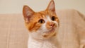 Cute and innocent orange tabby kitten looks attentively at the empty space Royalty Free Stock Photo