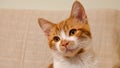 Cute and innocent orange tabby kitten looks attentively at the empty space Royalty Free Stock Photo