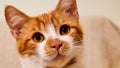 Cute and innocent orange tabby kitten looks attentively at the empty space Royalty Free Stock Photo