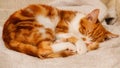 Cute and innocent orange tabby kitten sleeping, Royalty Free Stock Photo