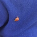 Cute insect eyed ladybug on blue fabric