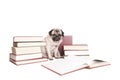 Cute intellectual pug dog puppy reading books and wearing reading glasses, isolated on white background