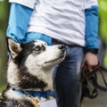 Cute intelligent husky dog out shelter near volunteer executes his commands, special charity exhibition. Kindness Royalty Free Stock Photo