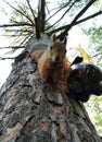 Cute investigative squirrel sitting on the body of a tree, eating nuts watching at camera Royalty Free Stock Photo
