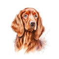 Cute Irish setter dog isolated on white background. Digital painting. AI Generated Generative AI