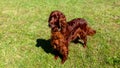 Cute Irish setter dog resting on green grass in the setting sun. Walk the dog in the summer in the park. Royalty Free Stock Photo