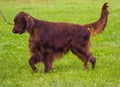 Cute Irish Setter puppy. Irish red setter. red dog Irish setter