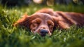 Cute Irish Setter puppy lying in the grass. Close up.