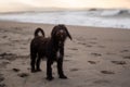 Cute Irish Water Spaniel on the sand beach by the ocean at golden sunset