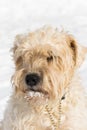 A cute irish wheaten softcoated terrier in a white winter day Royalty Free Stock Photo