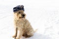 A cute irish wheaten softcoated terrier in a white winter day w Royalty Free Stock Photo