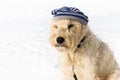 A cute irish wheaten softcoated terrier in a white winter day w Royalty Free Stock Photo