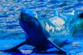 Cute Irrawaddy dolphin (Orcaella brevirostris) is floating in th