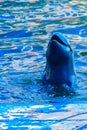 Cute Irrawaddy dolphin (Orcaella brevirostris) is floating in th