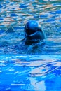 Cute Irrawaddy dolphin Orcaella brevirostris is floating in th