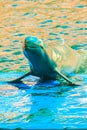 Cute Irrawaddy dolphin (Orcaella brevirostris) is floating in th