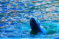 Cute Irrawaddy dolphin (Orcaella brevirostris) is floating in th