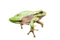 Cute isolated green tree frog Royalty Free Stock Photo