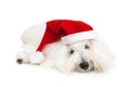 Cute isolated little baby dog wearing red santa hat for christmas. Royalty Free Stock Photo