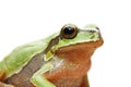 Cute isolated portrait of green tree frog Royalty Free Stock Photo