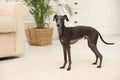 Cute Italian Greyhound dog at home. Lovely pet Royalty Free Stock Photo