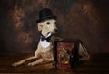 Cute Italian Greyhound dog with a vintage camera Royalty Free Stock Photo