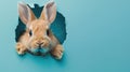 cute jack rabbit peeking through a hole Royalty Free Stock Photo