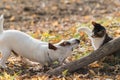 Cute jack russel dog and kitten best friends