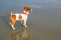 Cute jack russel puppy on the beach Royalty Free Stock Photo