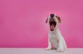 Cute Jack russel puppy dog barking or speak to call for food advertising or pet care Royalty Free Stock Photo