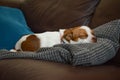 Jack Russel Terrier Dog laying down sleeping Royalty Free Stock Photo