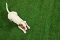 Cute Jack Russel Terrier on grass, top view with space for text. Lovely dog