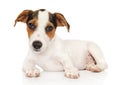 Cute Jack Russel terrier on white background