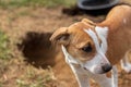 Cute jack russel terrier puppy caught digging a tunnel / hole in backyars