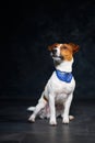 Cute Jack Russell dog on a black background