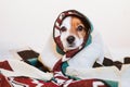 cute jack russell dog covered with ethnic blanket sitting on bed at home. Lifestyle indoors