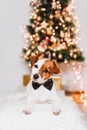 Cute jack russell dog at home by the christmas tree, dog wearing a bow tie