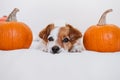 cute jack russell dog at home. Halloween background decoration