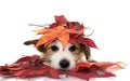 CUTE JACK RUSSELL DOG LYING DOWN PLAYING WITH RED COLORFUL AUTUMN LEAVES, LOOKING AT CAMERA. ISOLATED SHOT AGAINST WHITE