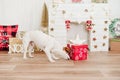 Cute jack russell dog smelling presents red box over christmas decoration at home or studio. Christmas time, december, white