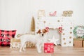Cute jack russell dog standing by presents red box over christmas decoration at home or studio. Christmas time, december, white