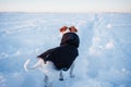 Cute jack russell dog wearing coat standing in snowy mountain. Pets and sports in nature. winter season