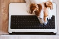 Cute jack russell dog working on laptop at home. Stay home. Technology and lifestyle indoors concept. top view