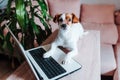 cute jack russell dog working on laptop at home. Technology concept