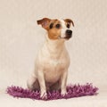 Cute jack russell lying on purple blanket Royalty Free Stock Photo