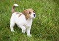 Cute Jack Russell puppy dog walking