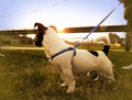 Cute Jack Russell puppy with sunset in the background