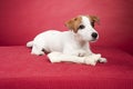 Cute jack russell terrier with bone