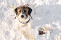 Cute Jack Russell Terrier Broken puppy on a background of winter snow. concept of how to train a dog to go to the toilet