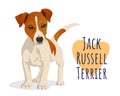 Cute Jack Russell Terrier dog